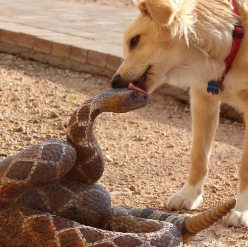 dog-licking-rattle-snake